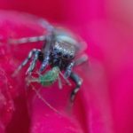 火影忍者在线观看中文版:畅享热血忍者世界的精彩冒险与成长之旅 fwbs230uz