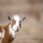 火哥分享投资:揭秘成功投资的秘诀与实战经验 iq6okuev6x