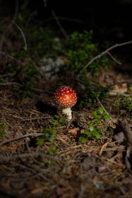 海角社区破解版蓝奏云：畅享无限资源的最佳选择与下载指南