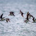 海棠线上文学城:探索无限创作的文学世界 s5pj66