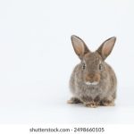 浙江卫视官网王牌对王牌:精彩对决引发全网热议,谁将夺冠? vpw82vd153