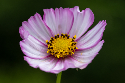 畅玩黄油游戏下载：轻松在电脑上体验精彩内容