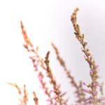 畅游歪歪漫画:sss漫画网入口全攻略 608a8elbmt