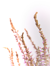 畅游歪歪漫画：sss漫画网入口全攻略