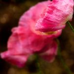 畅游皮皮虾官网电脑版,尽享海鲜美味与优惠活动 enu2o