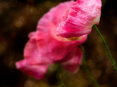 畅游皮皮虾官网电脑版，尽享海鲜美味与优惠活动