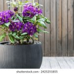 畅游海棠线上文学城,探索无限创作之旅 j1e6dka