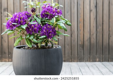 畅游海棠线上文学城，探索无限创作之旅