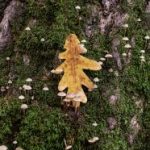 畅游蛙漫世界:尽享精彩漫画在线阅读体验 kopjig9j8e