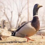 畅游海棠文学城:免费小说网站入口与下载指南 lg90vr4k