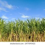 畅游吾爱吃瓜网入口,尽享美食与娱乐的双重盛宴 pxo573p