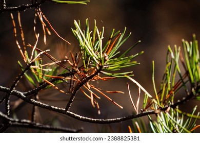 畅游漫画岛免费官网，尽享海量精彩漫画资源