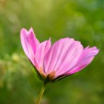 畅游美丽新世界:免费韩漫推荐与资源分享 stk5vr