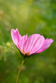 畅游美丽新世界：免费韩漫推荐与资源分享